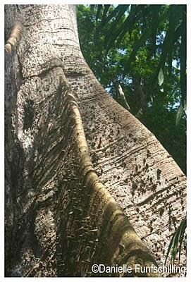 Chez Becky et John, Butre (Ghana west coast), at Becky and John's place Chez Becky et John, Butre (Ghana west coast), at Becky and John's place
