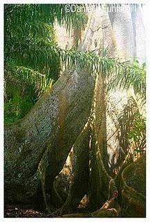 Chez Becky et John, Butre (Ghana west coast), at Becky and John's place Chez Becky et John, Butre (Ghana west coast), at Becky and John's place