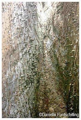 Chez Becky et John, Butre (Ghana west coast), at Becky and John's place Chez Becky et John, Butre (Ghana west coast), at Becky and John's place