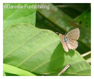 Chez Becky et John, Butre (Ghana west coast), at Becky and John's place Chez Becky et John, Butre (Ghana west coast), at Becky and John's place