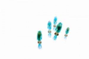 Les poissons transparents de Iori Tomita