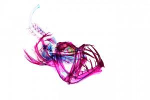 Les poissons transparents de Iori Tomita