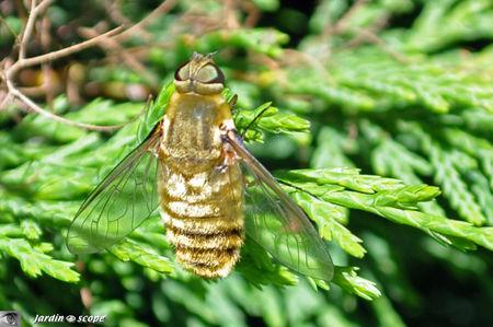 Une mouche aux faux airs d'abeille…! Villa_hottentotta_2