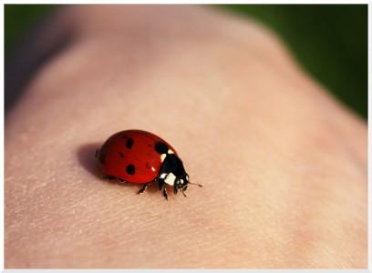 SONY DSC coccinelle ladybird