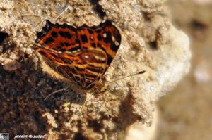 Un dimorphisme saisonnier étonnant...! Araschnia_levana