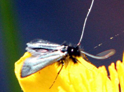 Adela reaumurella nature, animaux