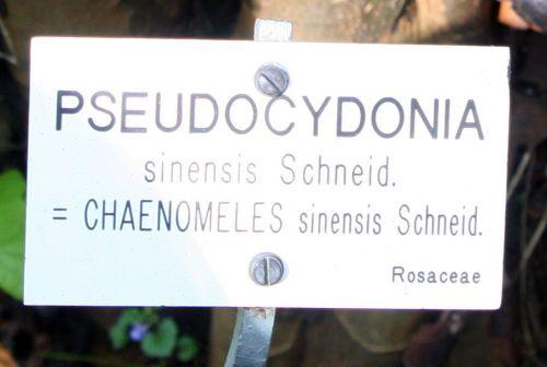 Pseudocydonia sinensis jardin
