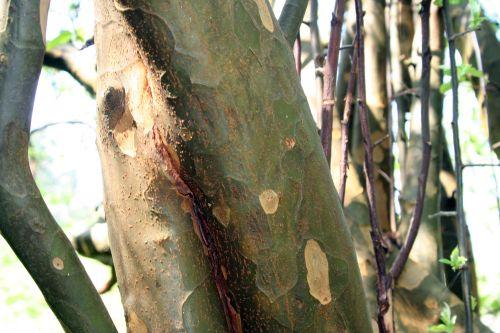 Pseudocydonia sinensis jardin