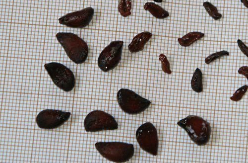 Pseudocydonia sinensis jardin