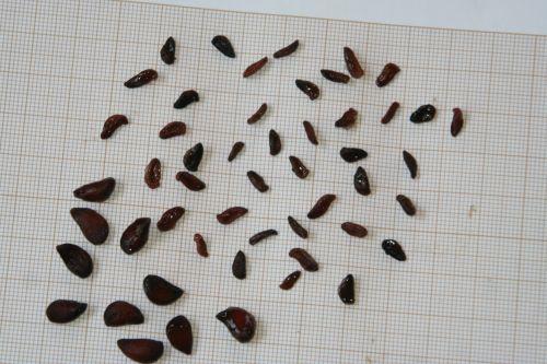 Pseudocydonia sinensis jardin