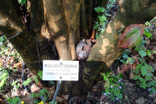 Pseudocydonia sinensis jardin