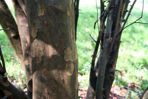 Pseudocydonia sinensis jardin