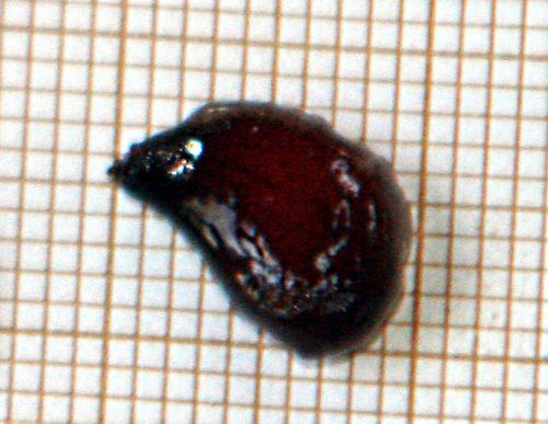 Pseudocydonia sinensis jardin