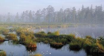 Les Bûcherons - Roy Jacobsen lacs-forets-finlande.jpg