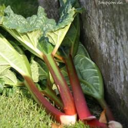 tartelettes,rhubarbe,oeuf d'oie,pâte sablée,jardin,cassonade,campagne