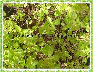 Batata fliyou (pommes de terre au pouliot) BatatafliyouDSC00129