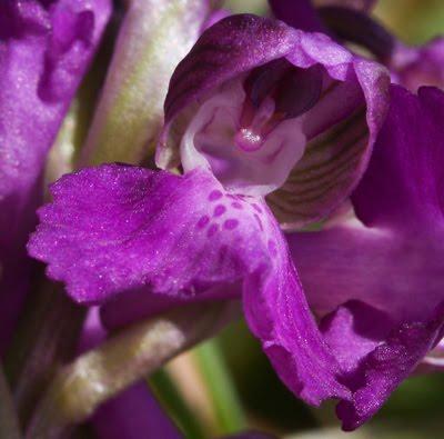 Premières orchidées sur le plateau de Domgermain : Anacamptis morio et Ophrys araneola Premières orchidées sur le plateau de Domgermain : Anacamptis morio et Ophrys araneola