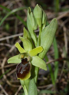 Premières orchidées sur le plateau de Domgermain : Anacamptis morio et Ophrys araneola Premières orchidées sur le plateau de Domgermain : Anacamptis morio et Ophrys araneola