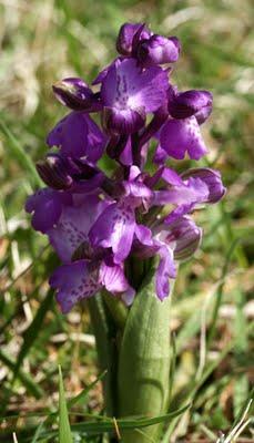 Premières orchidées sur le plateau de Domgermain : Anacamptis morio et Ophrys araneola Premières orchidées sur le plateau de Domgermain : Anacamptis morio et Ophrys araneola
