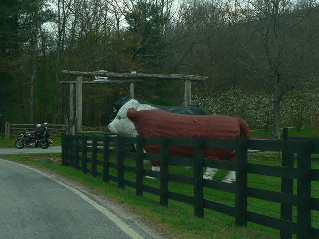 Va Voir Les Vaches! Va Voir Les Vaches!