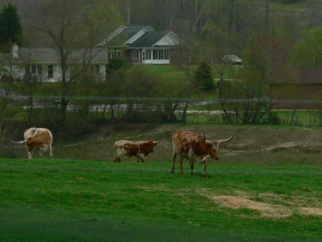 Va Voir Les Vaches! Va Voir Les Vaches!