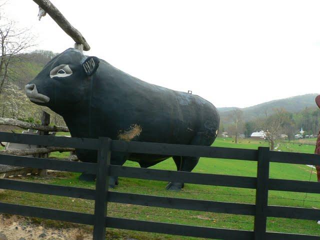 Va Voir Les Vaches! Va Voir Les Vaches!