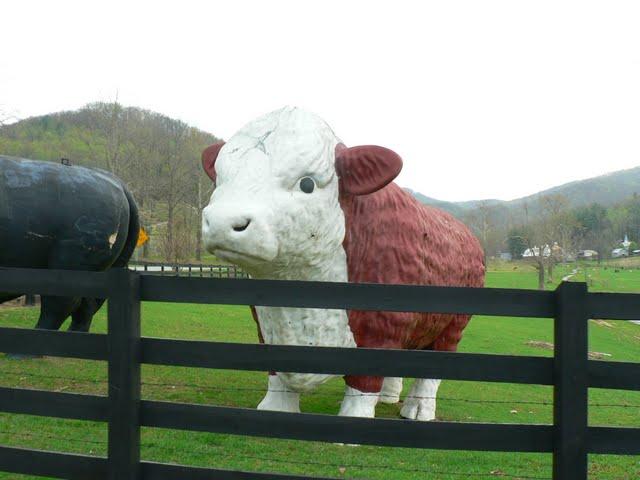 Va Voir Les Vaches! Va Voir Les Vaches!