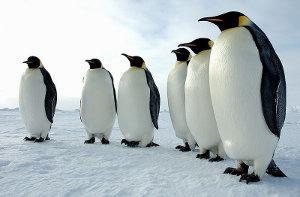 Les manchots en voie d'extinction ? Les manchots en voie d'extinction ?