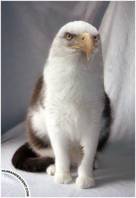 Animaux improbables…