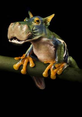 Animaux improbables…