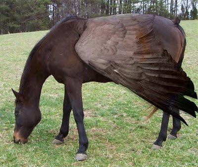 Animaux improbables…