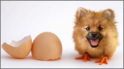 Animaux improbables…