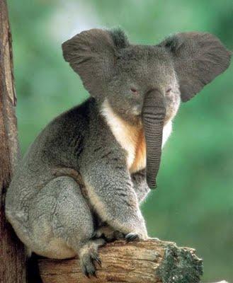 Animaux improbables…