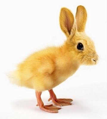 Animaux improbables…