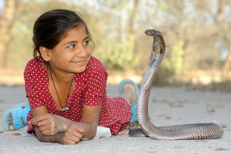 Son meilleur ami n’est autre qu’un… cobra. Cette petite Indienne de huit ans a laissé au placard ses poupées pour préférer jouer avec l’un de ses six serpents, étonnante complicité lorsqu’on sait que le venin d’une seule morsure pourrait tuer une quarantaine d’hommes. 