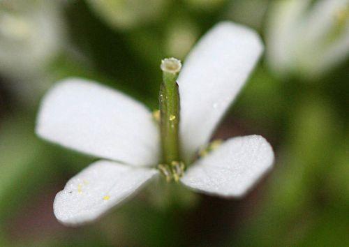 Alliaria petiolata nature