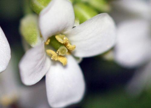 Alliaria petiolata nature
