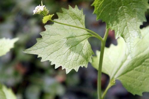 Alliaria petiolata nature