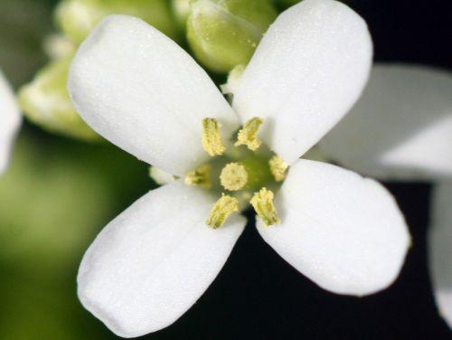 Alliaria petiolata nature