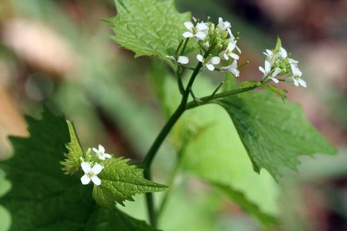 Alliaria petiolata nature