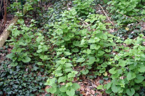 Alliaria petiolata nature
