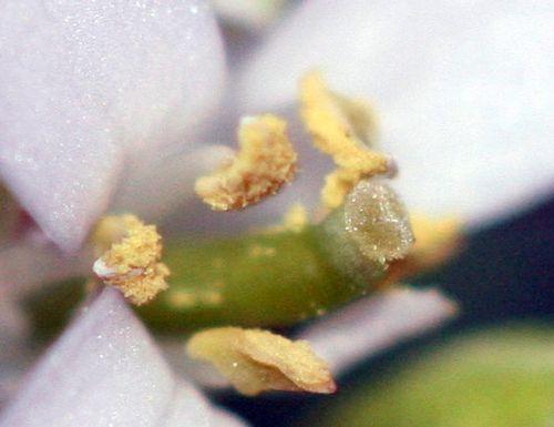 Alliaria petiolata nature