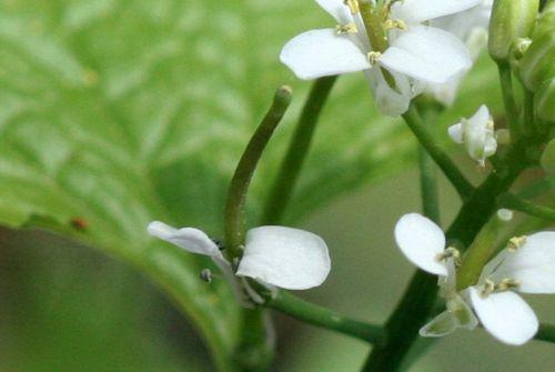 Alliaria petiolata nature