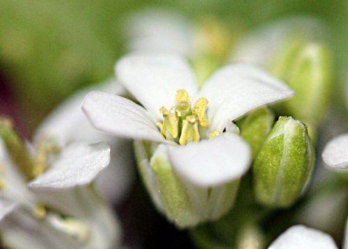 Alliaria petiolata nature