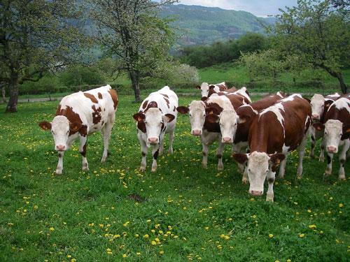 Le Lait de vache, c'est bon pour les petits veaux ?