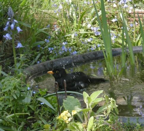 C'est le printemps ! C'est le printemps !
