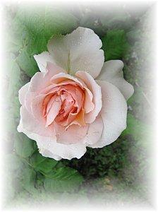 Oeufs de cailles et saumon fumé en gelée rose-roseJPG.jpg