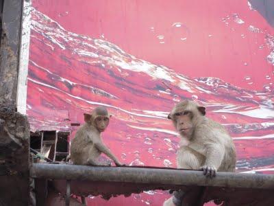 106. Lopburi, la cité des singes