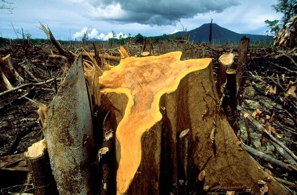 [Mondialisation - Banksters] Comment les conseils du cabinet McKinsey conduisent à la destruction des forêts | Déforestation