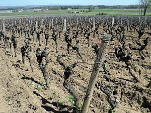 Chateau d'Yquem 2010 DSC02552